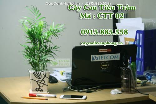 Cây để bàn đẹp mắt