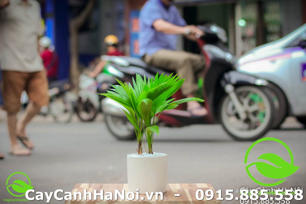 Cây Cọ Nhật - Cây cho người mệnh Kim