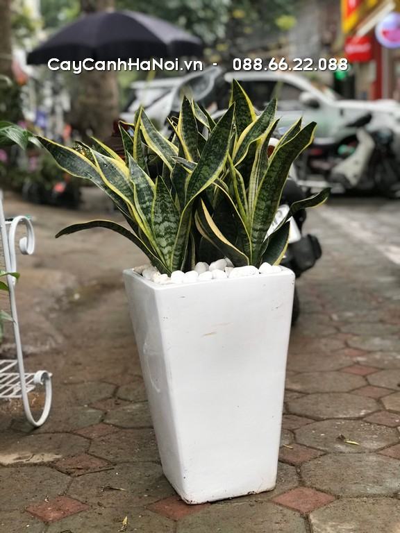 Lưỡi hổ là cây có hình dáng đơn giản