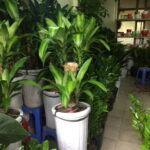 Thiết mộc lan là cây dạng thân gỗ
