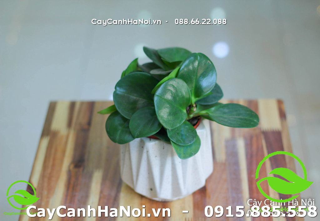 Cây Trường sinh - Cây phù hợp người tuổi Dần