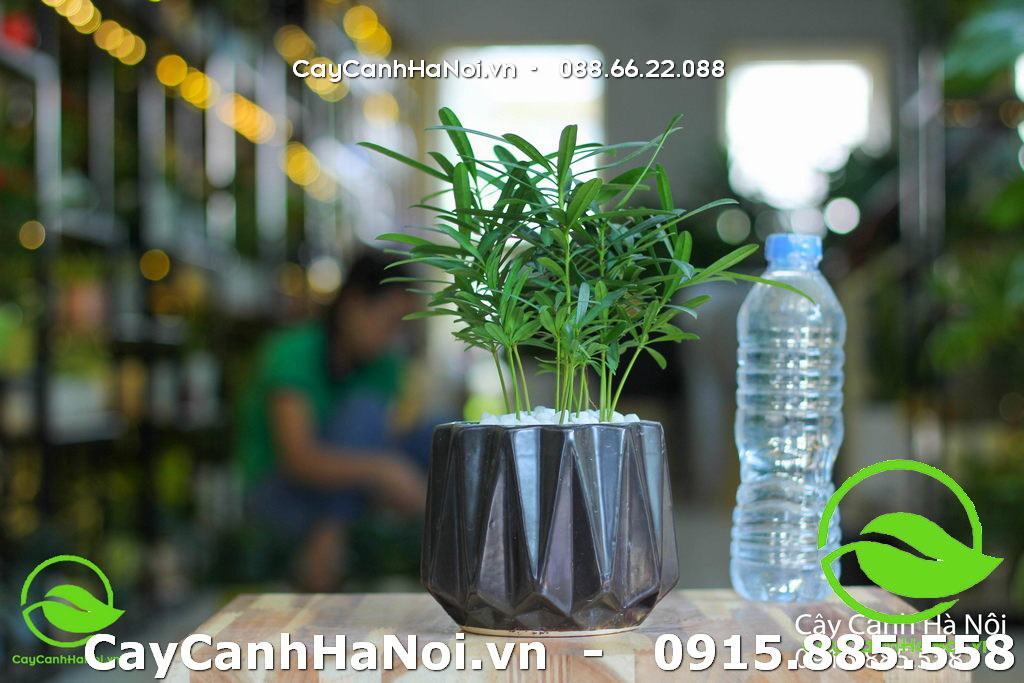 Cây Tùng la hán để bàn- Cây phù hợp mệnh Kim 