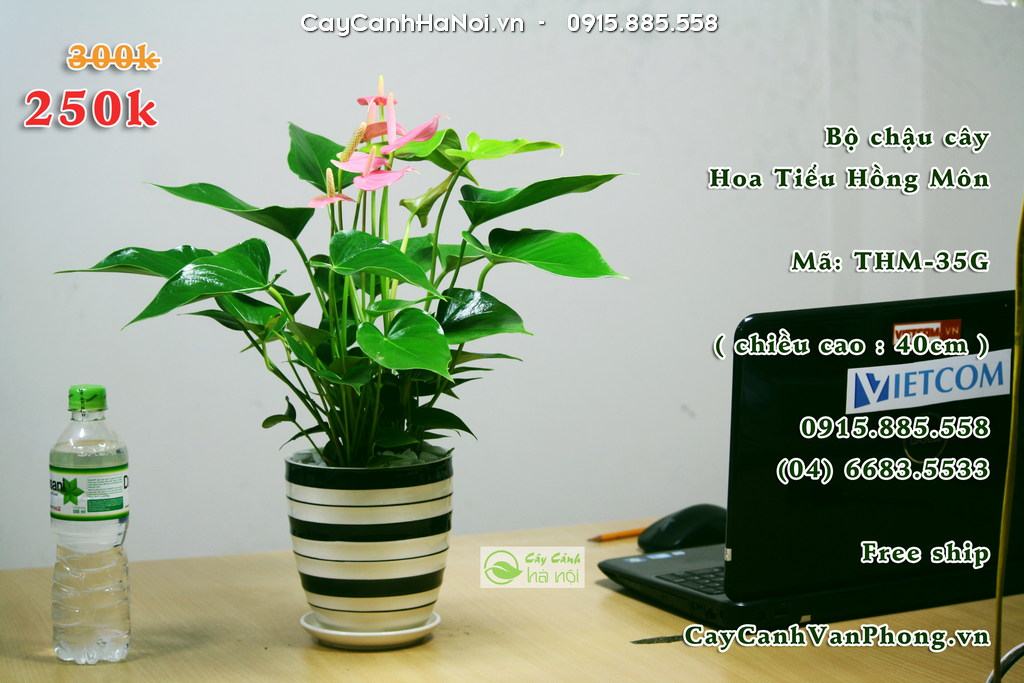 Cây Hồng môn - Cây cảnh cho người tuổi Sửu