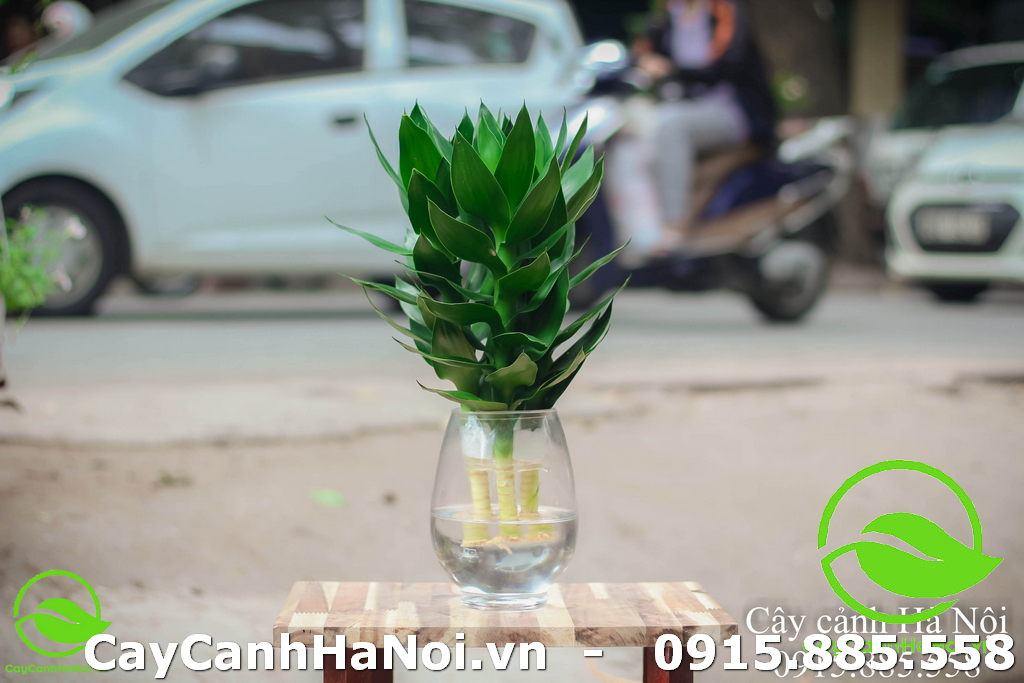 Cây Phát tài búp sen - Cây cho người mệnh Kim