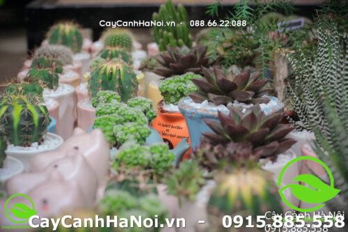 cây cảnh hợp tuổi thìn