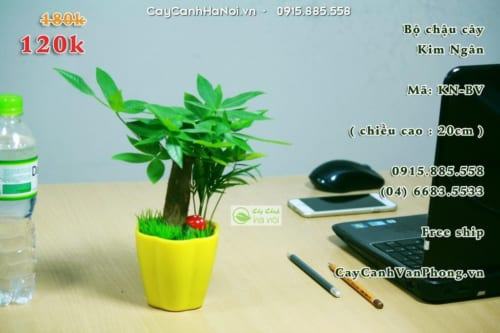 Cây Kim Ngân để bàn hợp phong thủy tuổi Hợi