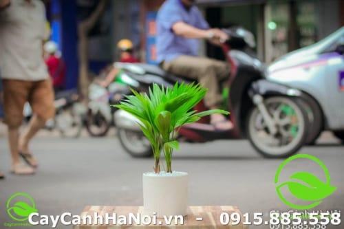 Cây cọ nhật là loài cây hợp với người mệnh Thủy