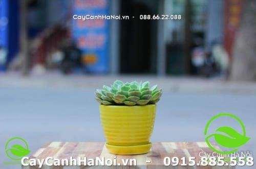 Cây sen đá hợp với người tuổi Dậu