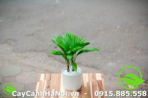 Người mệnh thủy hợp cây gì?