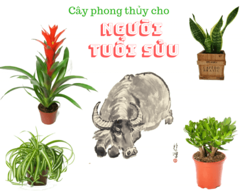 Tuổi Sửu hợp cây gì