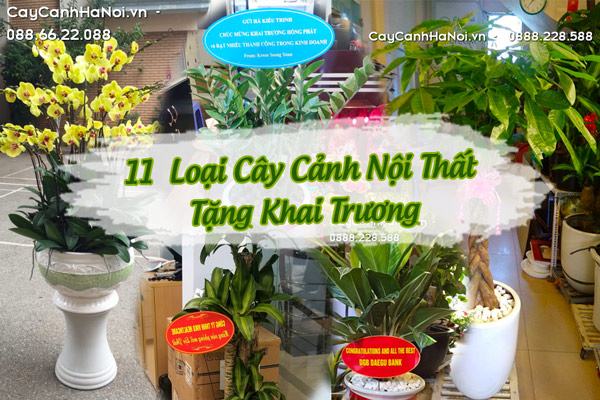 Cây Cảnh Nội Thất Tặng Khai Trương