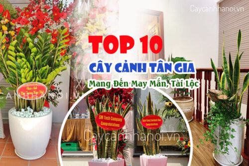 Cây Cảnh Tặng Tân Gia Mang Đến May Mắn, Tài Lộc