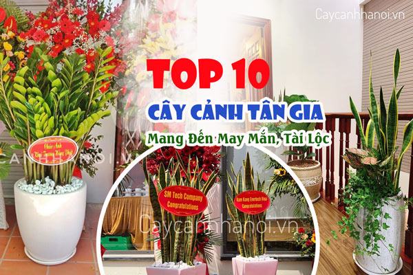 Cây Cảnh Tặng Tân Gia Mang Đến May Mắn, Tài Lộc