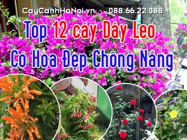 Cây dây leo có hoa đẹp chống nắng