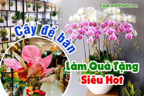 Cây để bàn làm quà tặng siêu hot