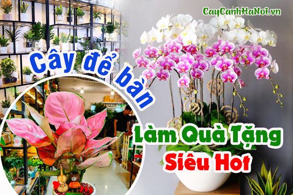 Cây để bàn làm quà tặng siêu hot