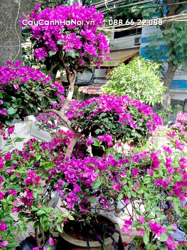 Cây bông giấy bonsai