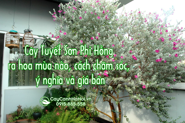 Tuyết sơn phi hồ cây phong thủy mang đến nhiều may mắn  