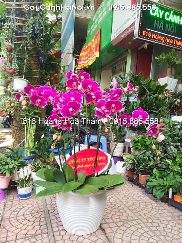 Chậu lan hồ điệp tặng khai trương