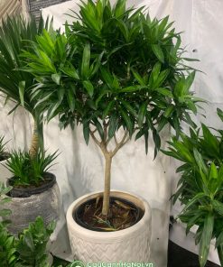 Tên khoa học trúc bách hợp Dracaena reflexa