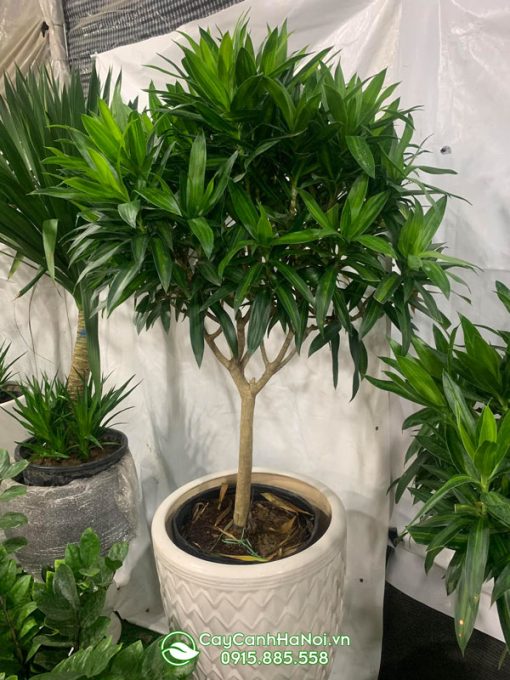 Tên khoa học trúc bách hợp Dracaena reflexa