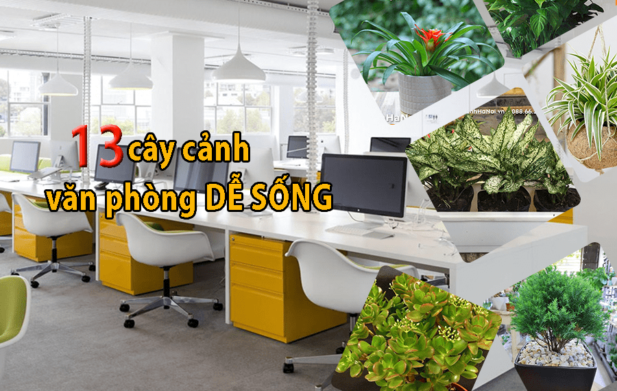 13 cây cảnh văn phòng dễ sống