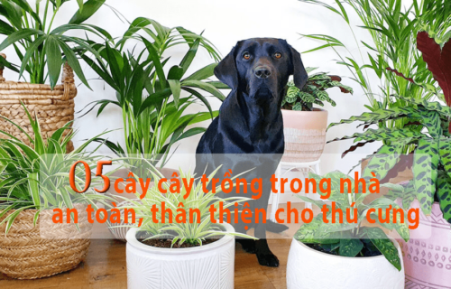 05 cây trồng trong nhà an toàn cho thú cưng