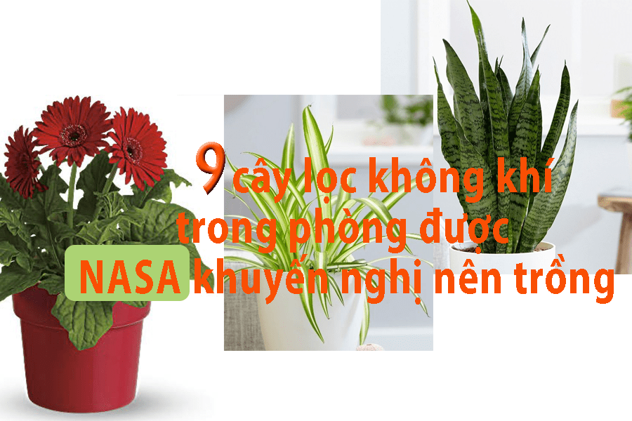 09 cây lọc không khí trong phòng được NASA khuyến nghị nên trồng