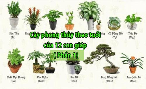 Cây phong thủy theo tuổi của 12 con giáp - Phần 1