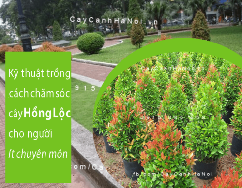 Kỹ thuật trồng và cách chăm sóc cây hồng lộc cho người ít chuyên môn