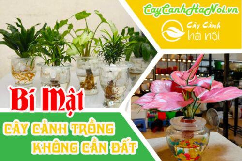 Bí mật về cây cảnh trồng không cần đất