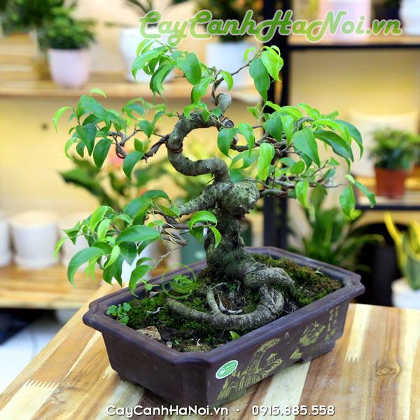 Cây bonsai quà tặng bố