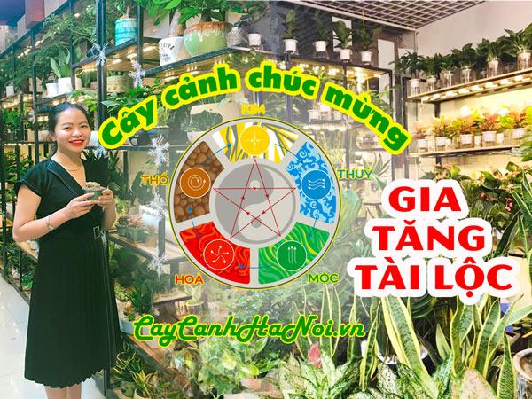 Cây cảnh chúc mừng hợp mệnh