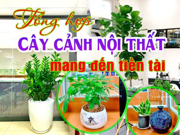 Cây cảnh nội thất mang đến tiền tài