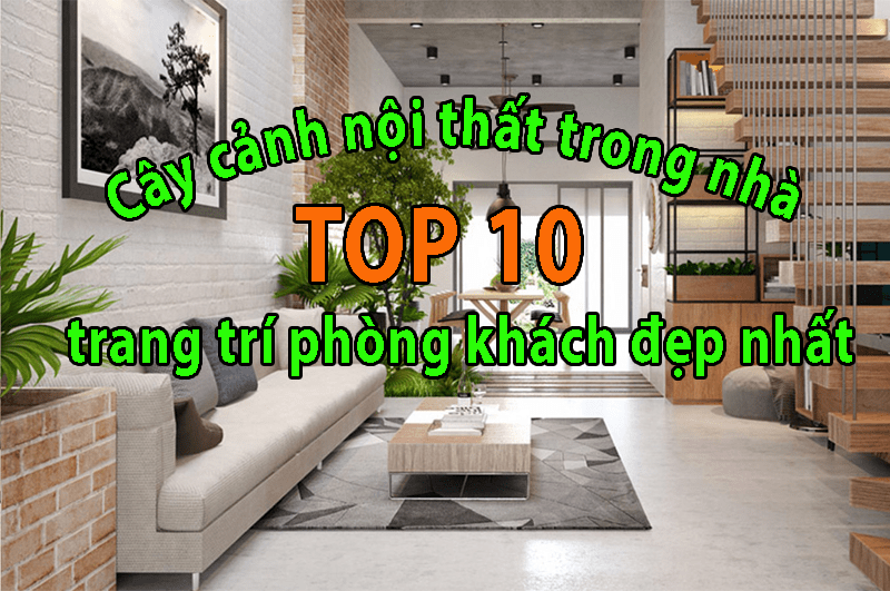 Top 10 cây cảnh nội thất trong nhà trang trí phòng khách đẹp nhất