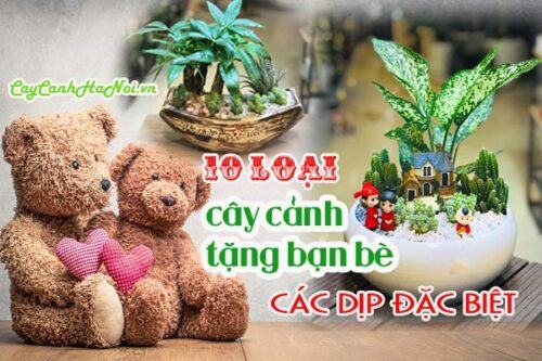 Cây cảnh tặng bạn bè