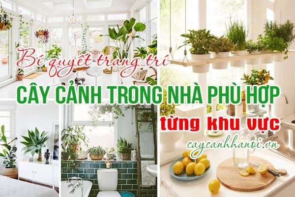 Bí quyết trang trí cây cảnh trong nhà phù hợp