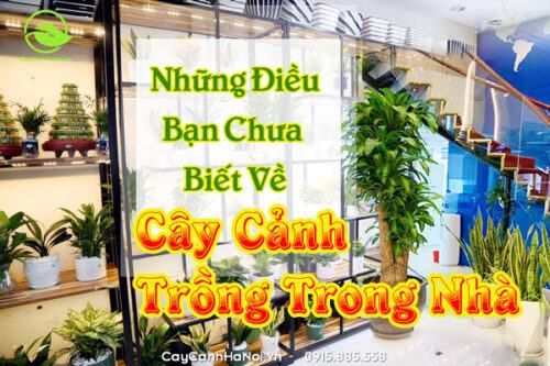 Cây cảnh trồng trong nhà