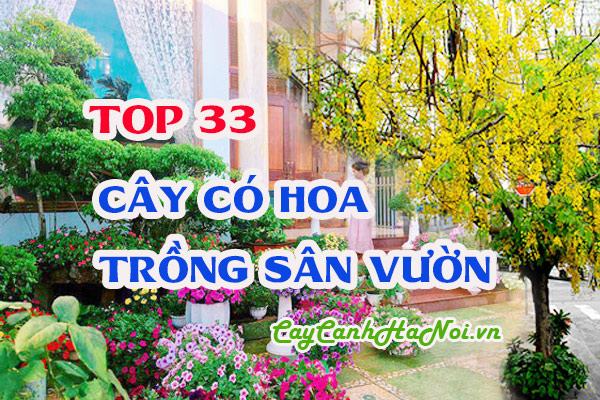 Cây có hoa trồng sân vườn