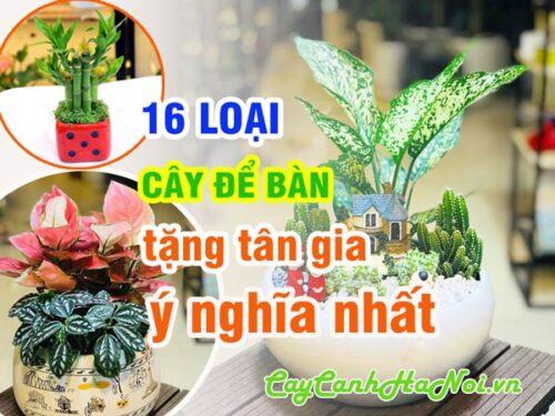 Cây cảnh tặng tân gia ý nghĩa