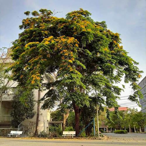 Cây giáng hương ra hoa