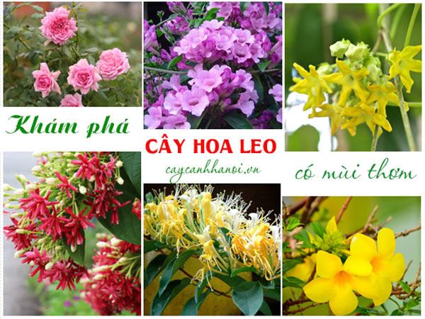 Cây hoa leo có mùi thơm 