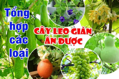 Cây leo giàn ăn được