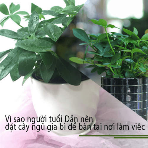 cây ngũ gia bì để bàn