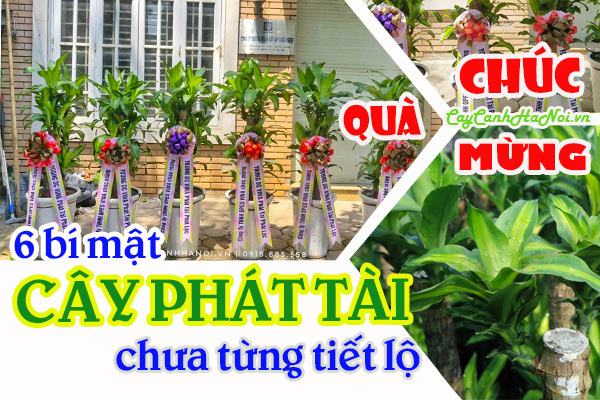 Cây phát tài quà chúc mừng