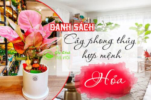 Cây phong thủy hợp mệnh hỏa