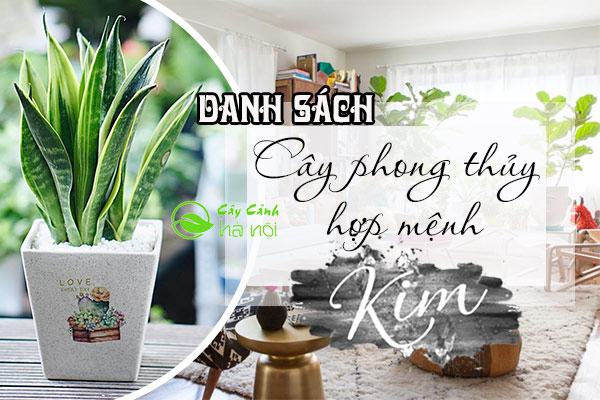 Cây cảnh hợp mệnh Kim