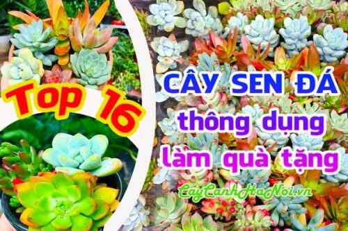 Cây sen đá thông dụng hiện nay