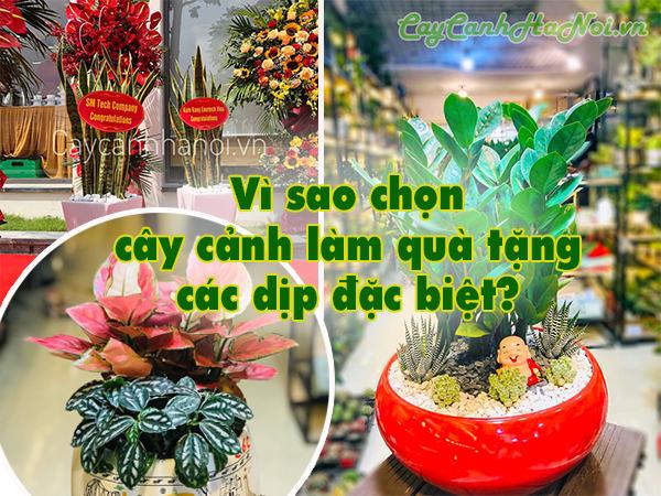 Chọn cây cảnh làm quà tặng