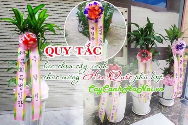 Lựa chọn cây cảnh quà tặng Hàn Quốc